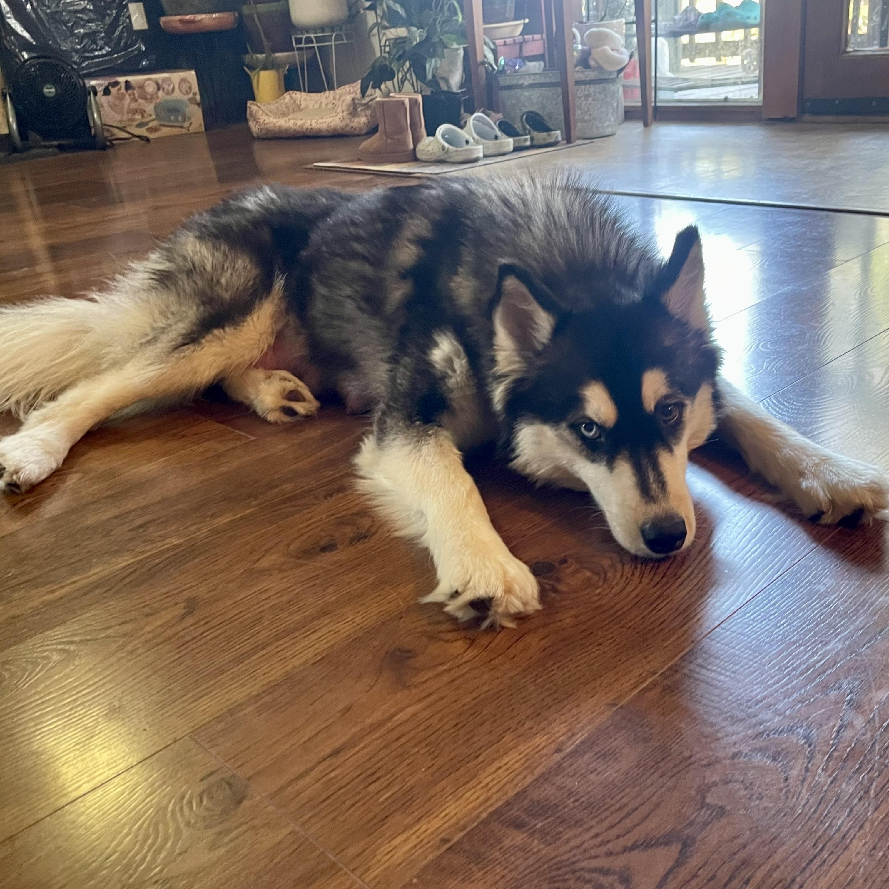 Enlarge Tundra, a ADOPTABLE Husky in High View, WV image 4/6