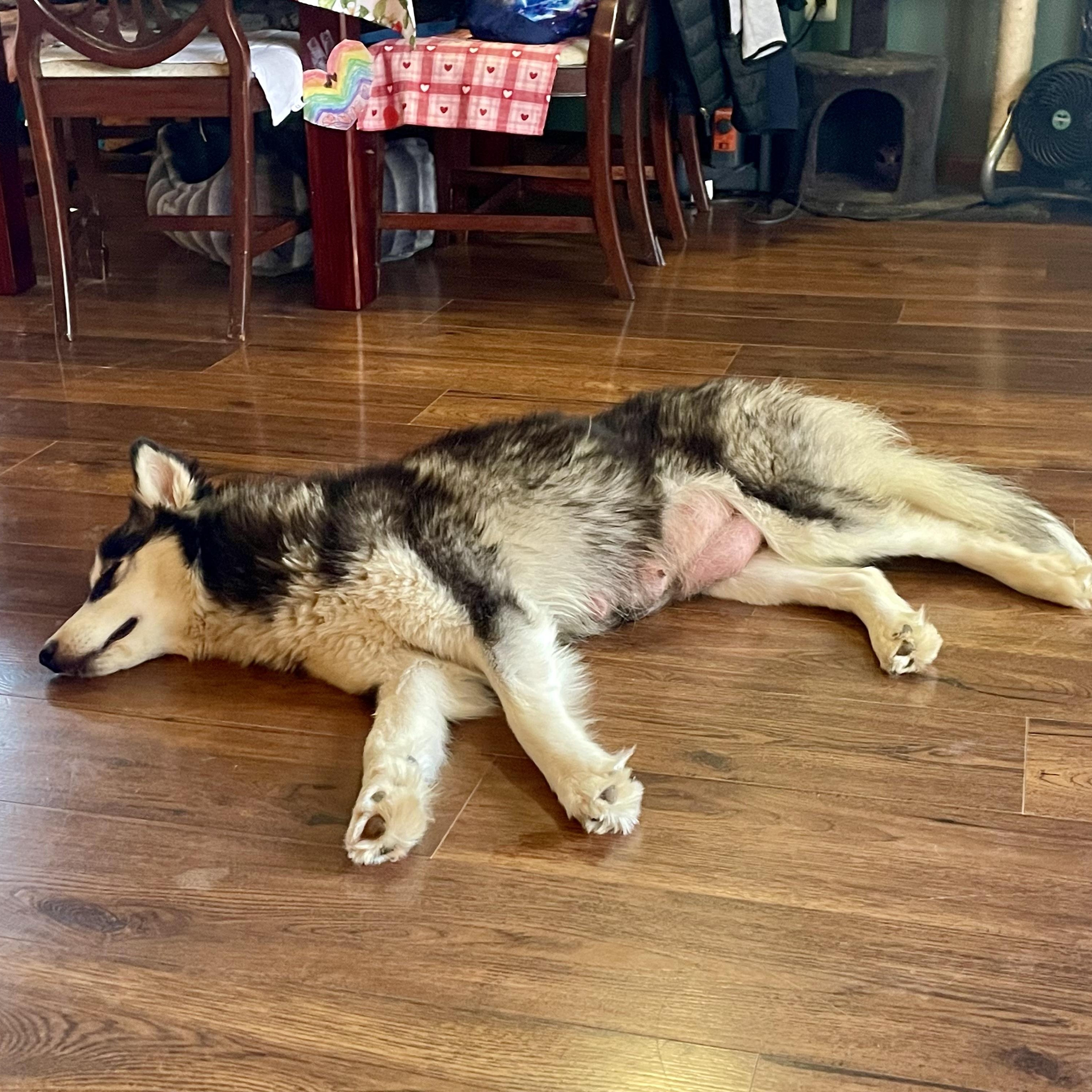 Enlarge Tundra, a ADOPTABLE Husky in High View, WV image 6/6