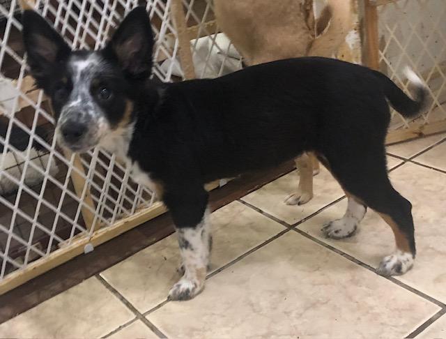 Enlarge Chilli, a Adoptable mixed breed in Colleyville, TX image 4/5