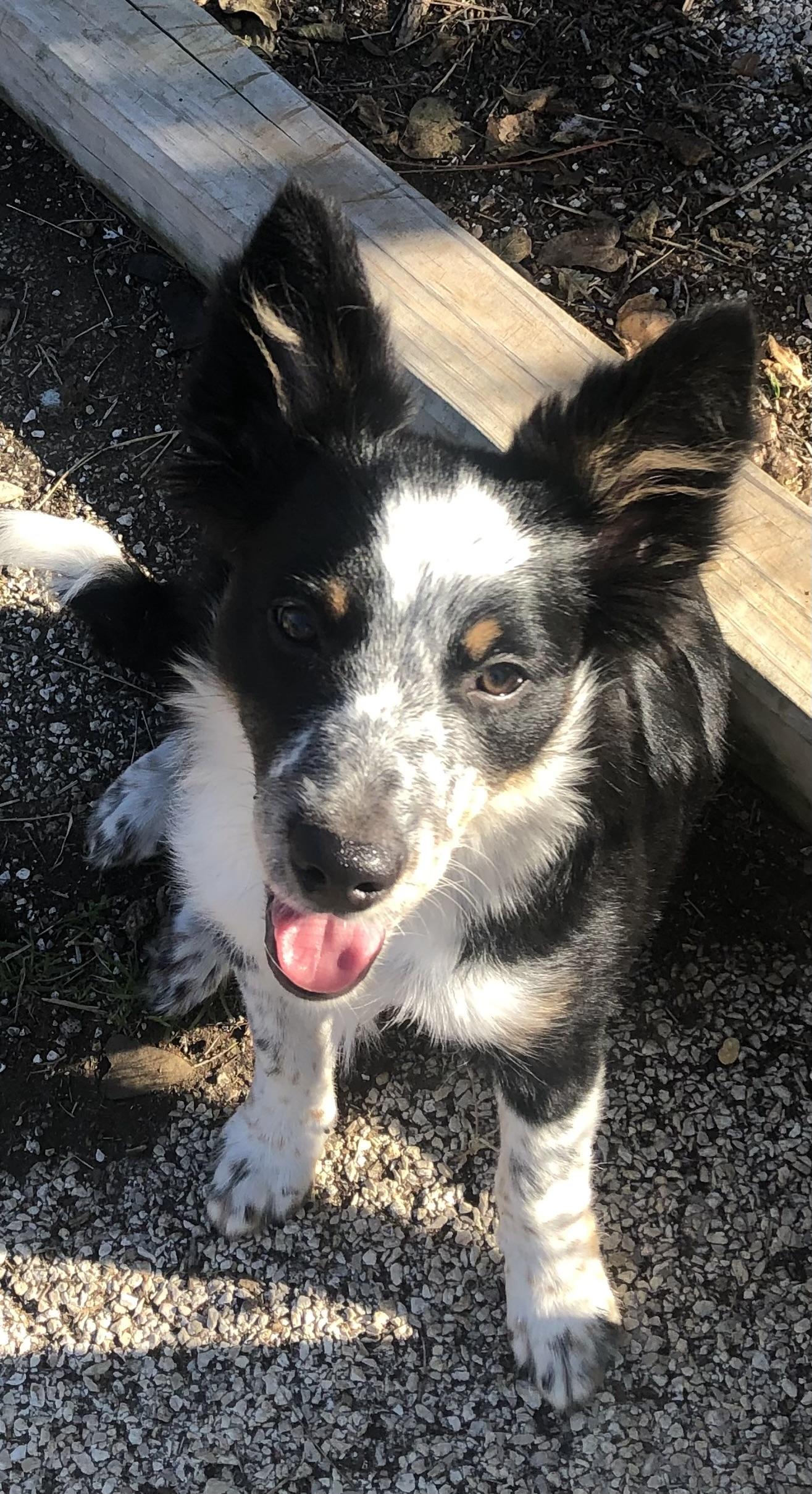 Chilli, Adoptable, Young Female Australian Cattle Dog / Blue Heeler.