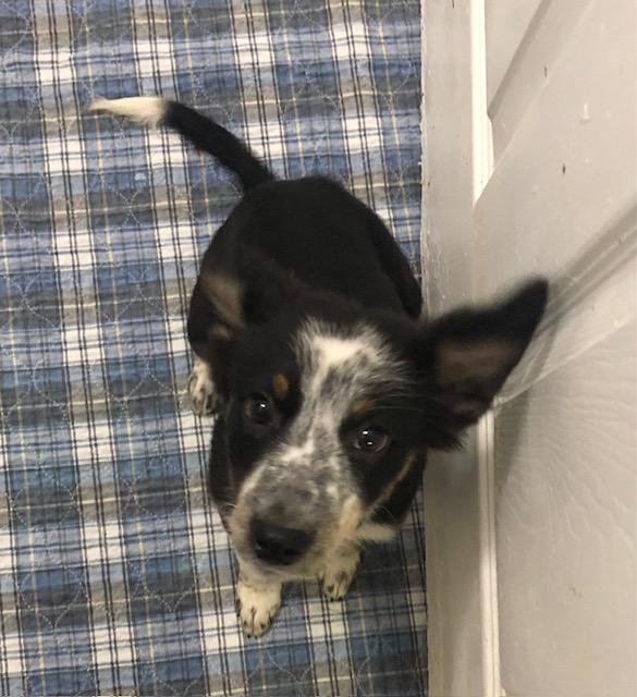 Enlarge Chilli, a Adoptable mixed breed in Colleyville, TX image 2/5