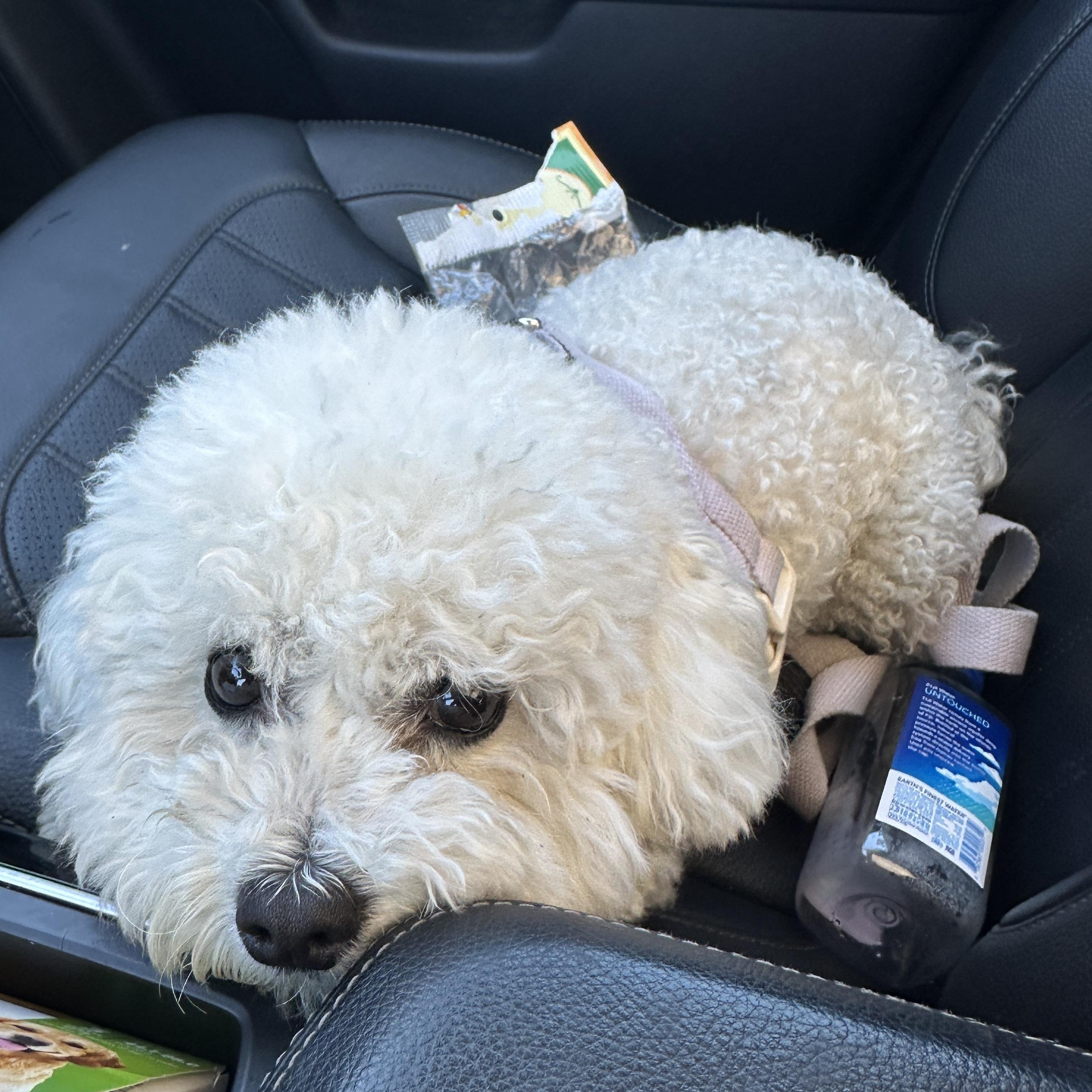 Haul, a ADOPTABLE Bichon Frise in San Jose, CA image 3/3