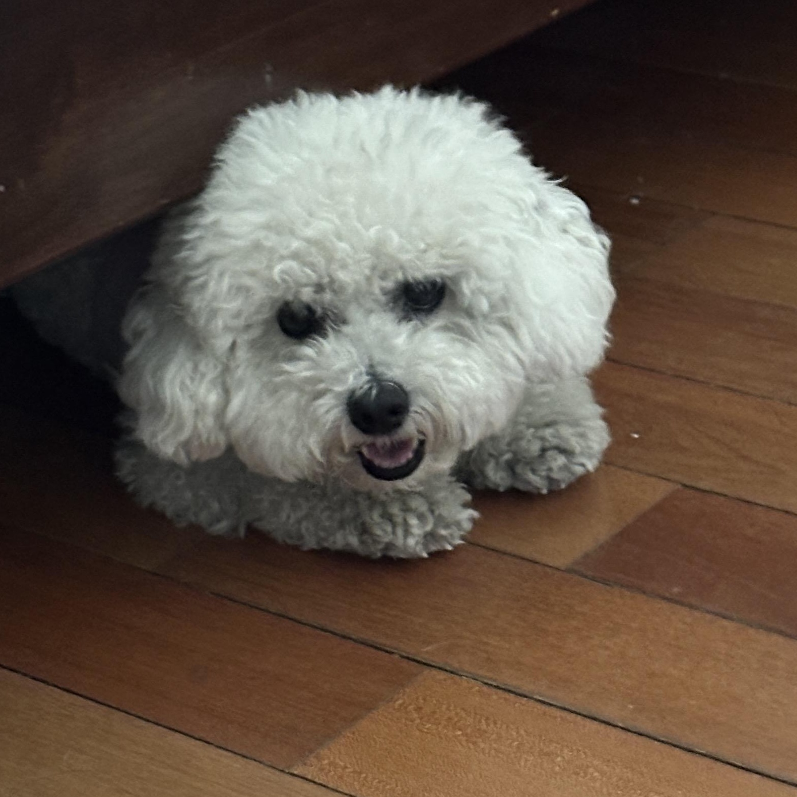 Haul, a ADOPTABLE Bichon Frise in San Jose, CA image 2/3