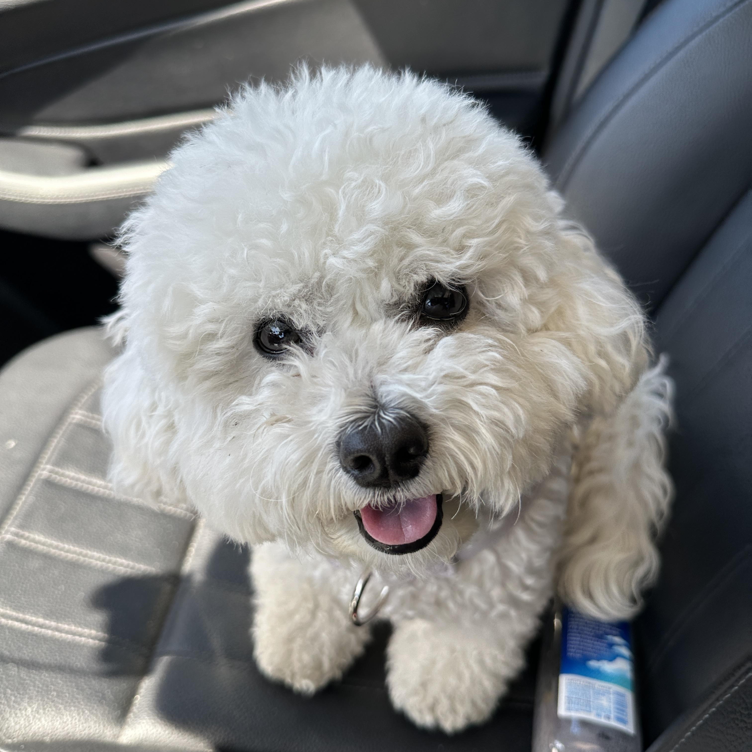 Haul, ADOPTABLE, Adult Male Bichon Frise.