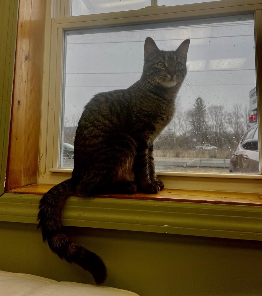 Nadine, Adoptable, Young Female Domestic Short Hair.