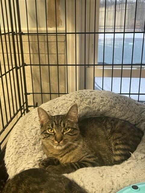 Enlarge Nadine, a Adoptable Domestic Short Hair in Greene, NY image 2/2