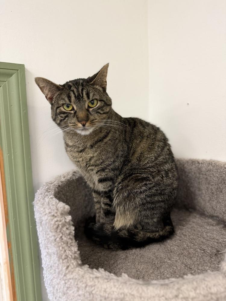 Nadine, Adoptable, Young Female Domestic Short Hair.