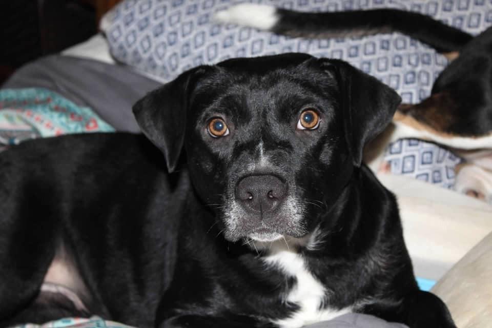 Enlarge Kloe, a Adoptable Mixed Breed in Scott, LA image 1/4