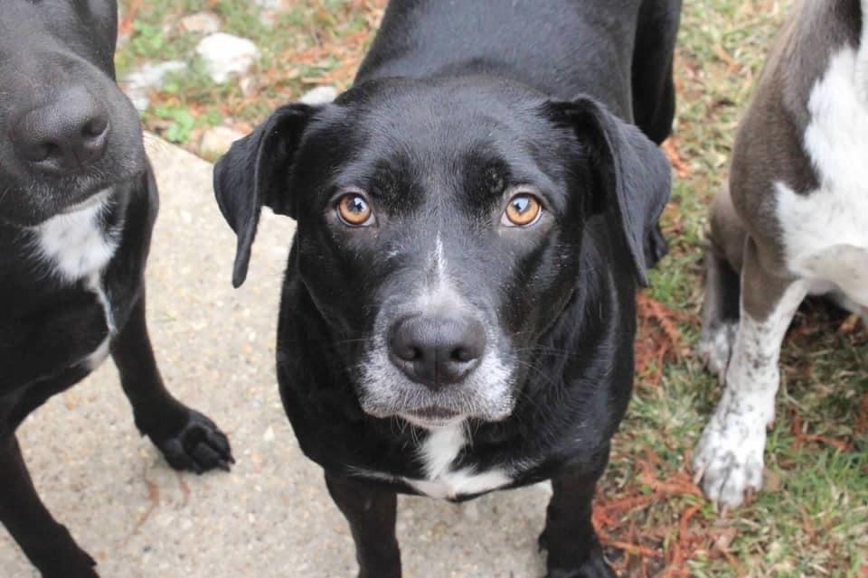 Enlarge Kloe, a Adoptable Mixed Breed in Scott, LA image 2/4