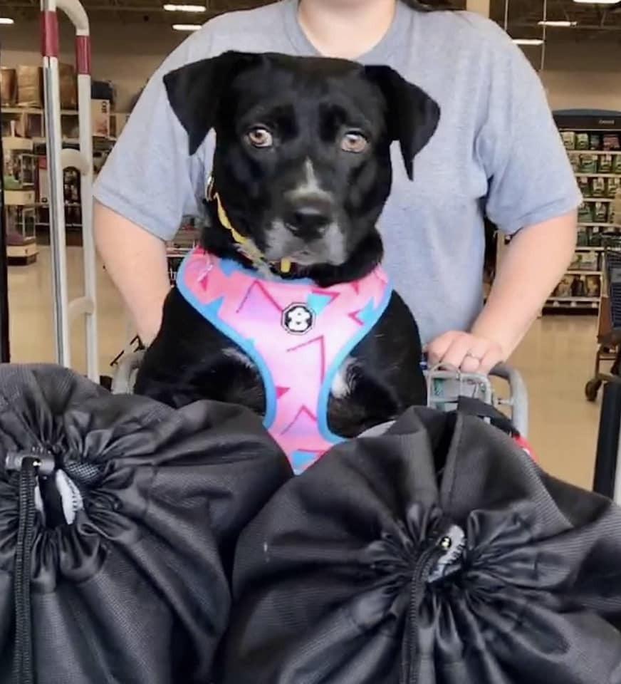 Enlarge Kloe, a Adoptable Mixed Breed in Scott, LA image 3/4