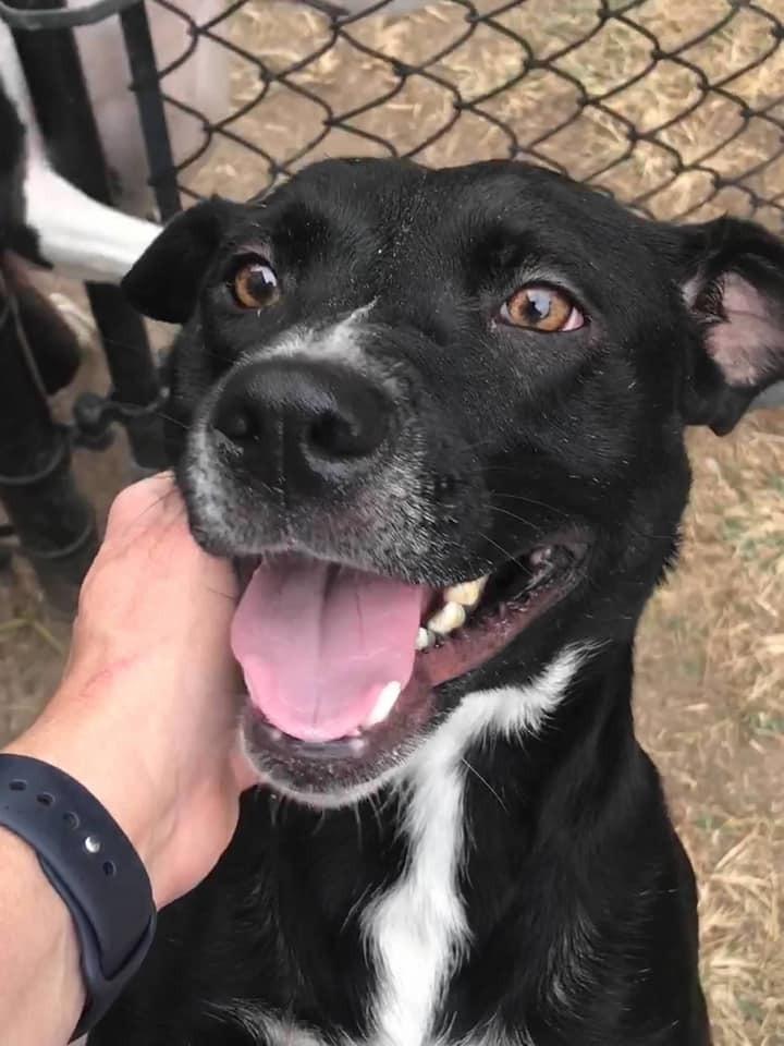 Enlarge Kloe, a Adoptable Mixed Breed in Scott, LA image 4/4