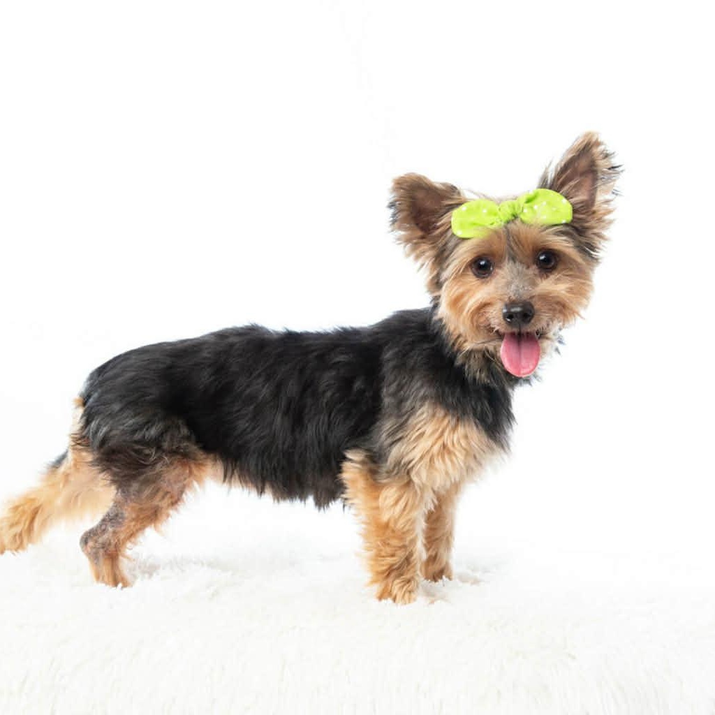 Enlarge DAPHNE needs a small dog friend, a Adopted Yorkshire Terrier in Dallas, TX image 1/5