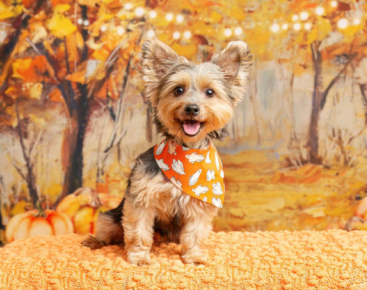 Enlarge DAPHNE needs a small dog friend, a Adopted Yorkshire Terrier in Dallas, TX image 2/5