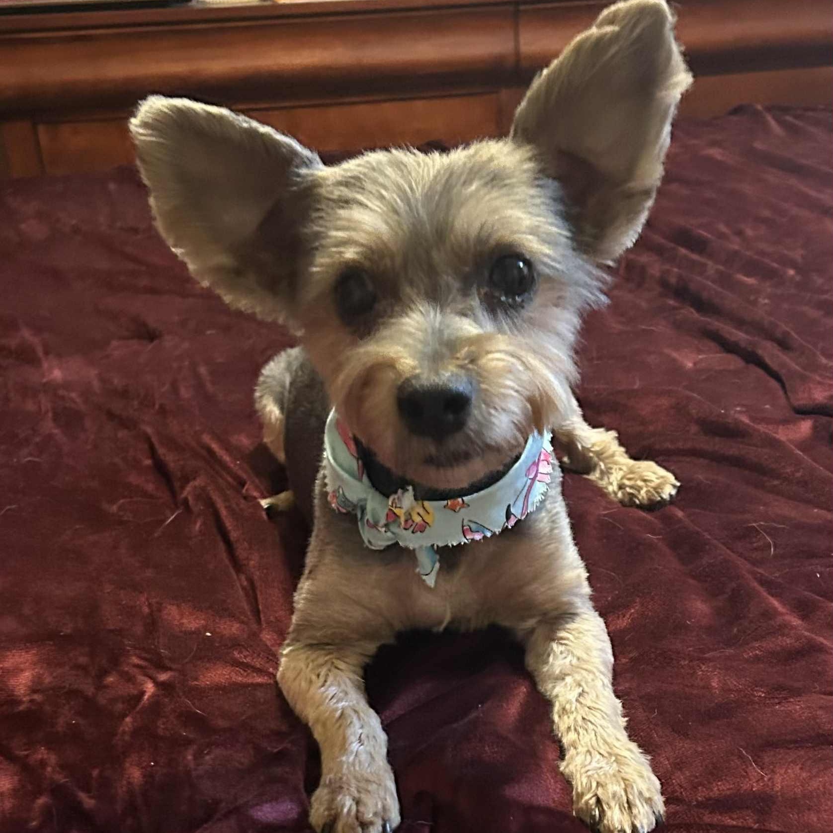 Enlarge DAPHNE needs a small dog friend, a Adopted Yorkshire Terrier in Dallas, TX image 3/5