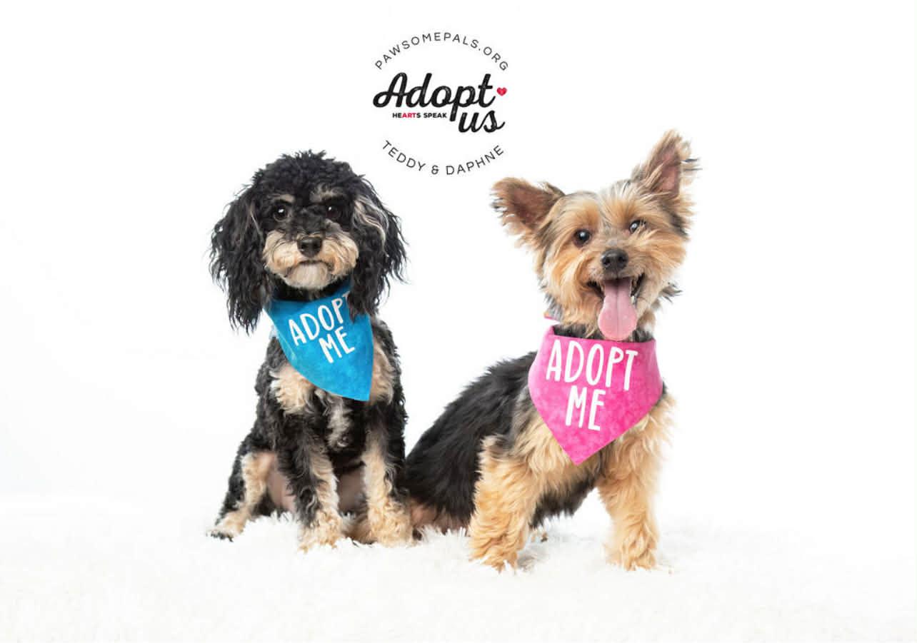 Enlarge DAPHNE needs a small dog friend, a Adopted Yorkshire Terrier in Dallas, TX image 4/5