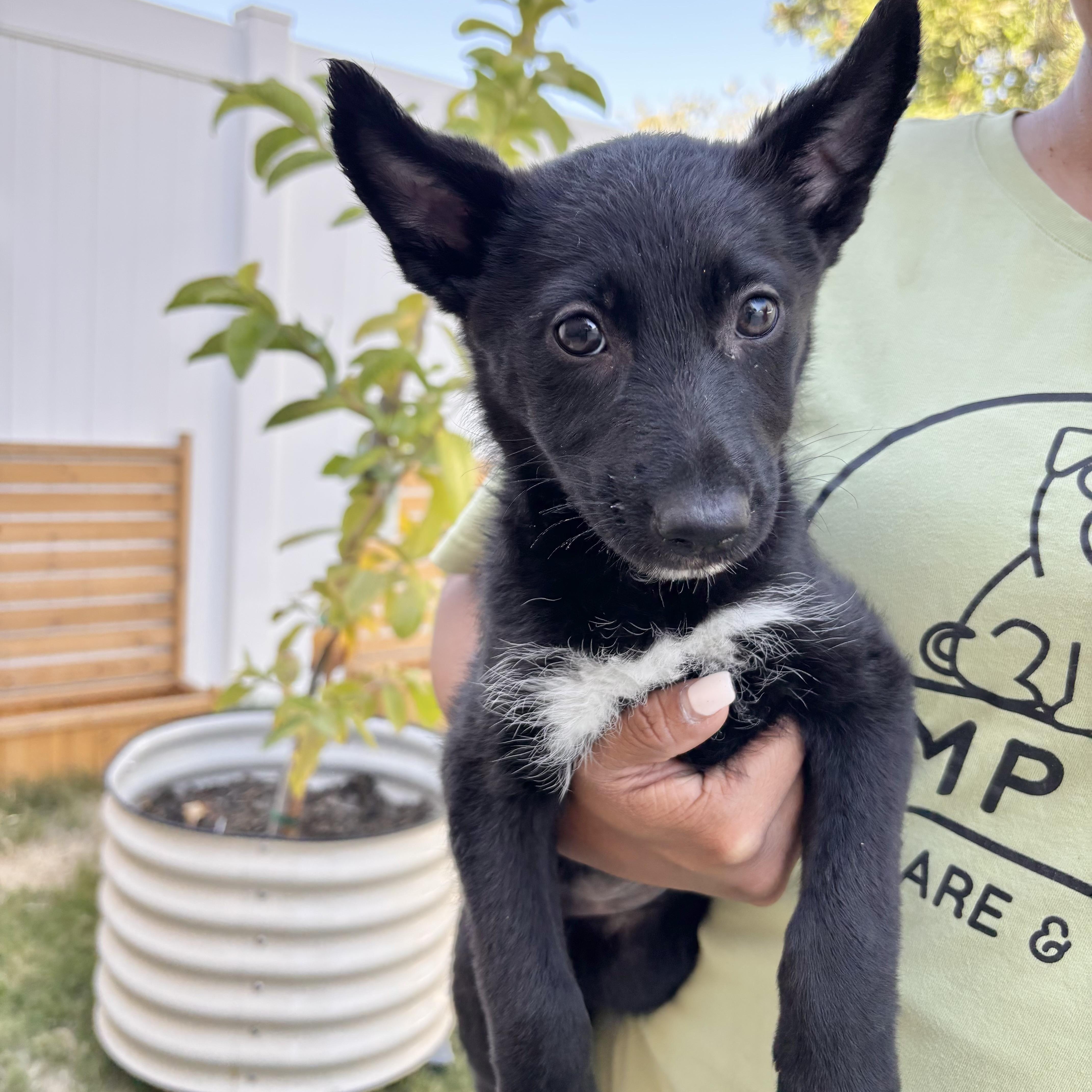 Midnight, ADOPTABLE, Puppy Female Shepherd.