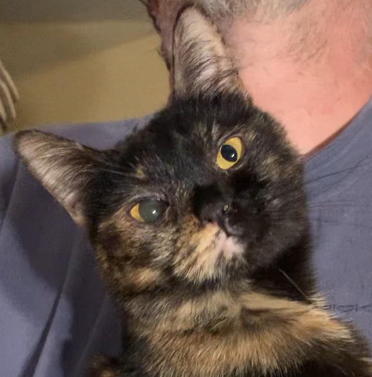 Enlarge Violet & Veruca, a ADOPTABLE Tortoiseshell in Dixon, CA image 3/6