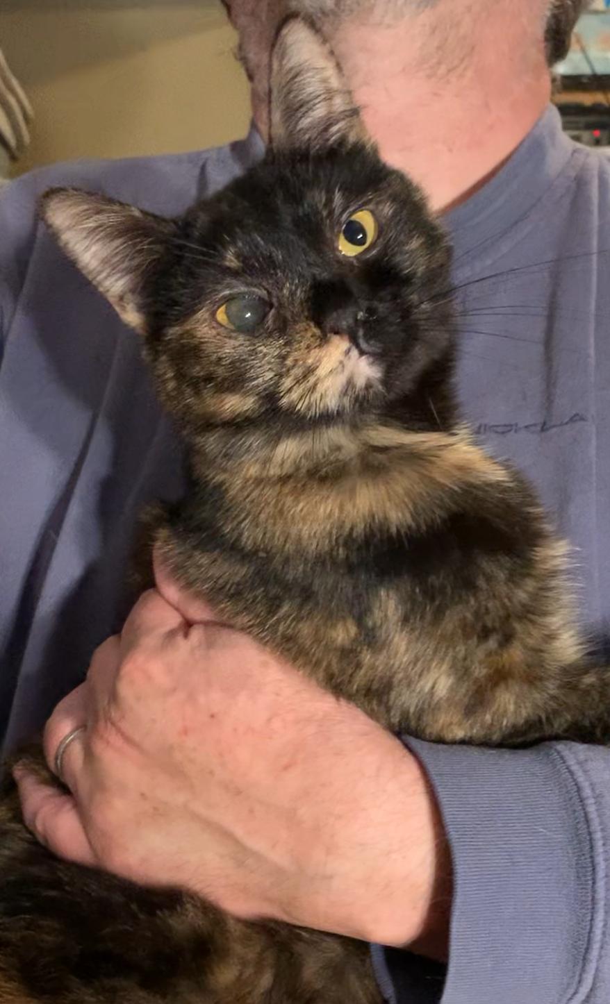 Enlarge Violet & Veruca, a ADOPTABLE Tortoiseshell in Dixon, CA image 6/6