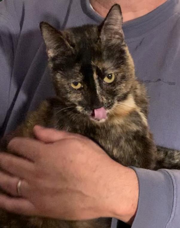 Violet & Veruca, ADOPTABLE, Adult Female Tortoiseshell.