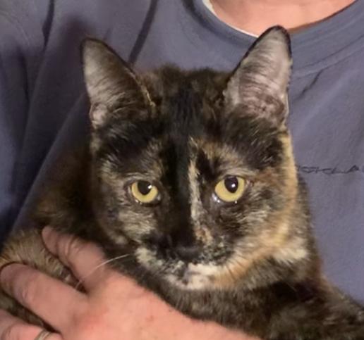 Enlarge Violet & Veruca, a ADOPTABLE Tortoiseshell in Dixon, CA image 4/6