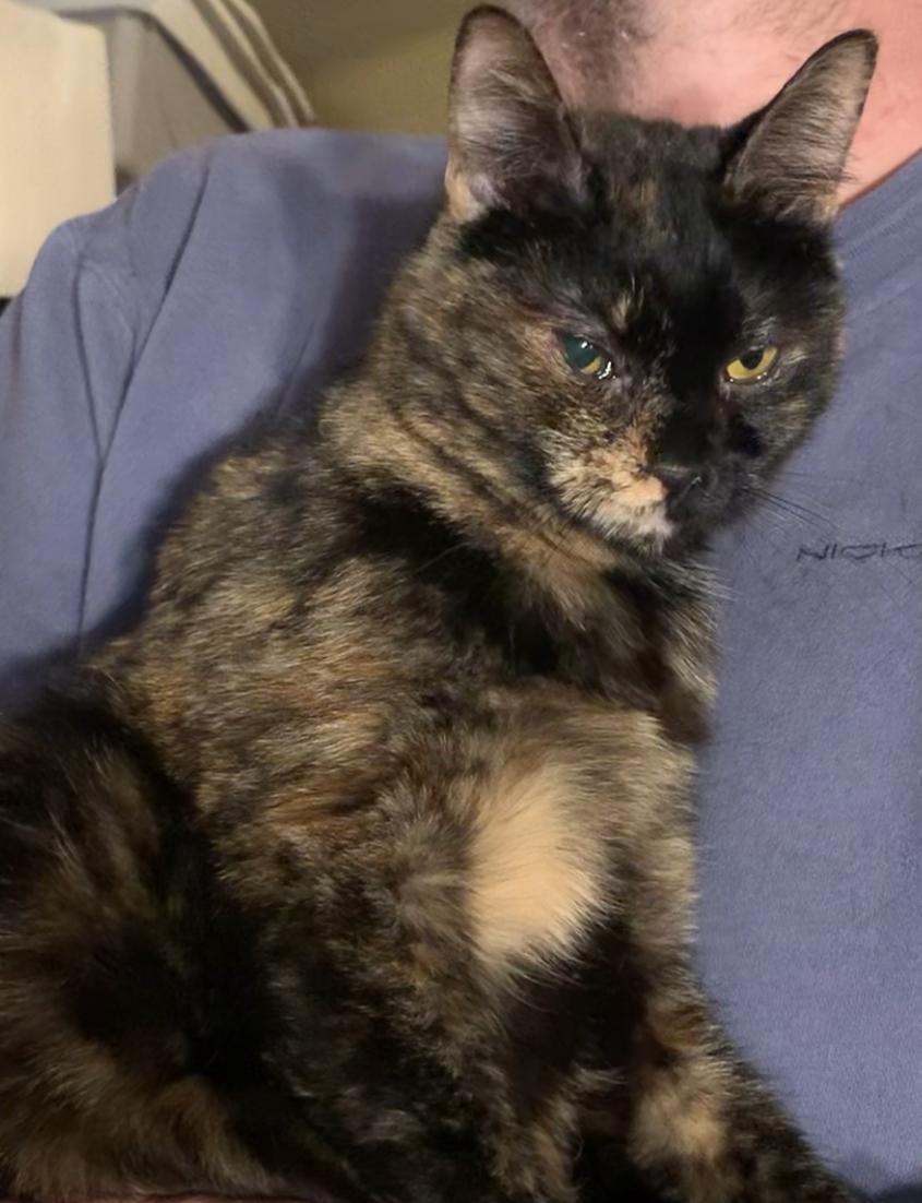 Enlarge Violet & Veruca, a ADOPTABLE Tortoiseshell in Dixon, CA image 5/6