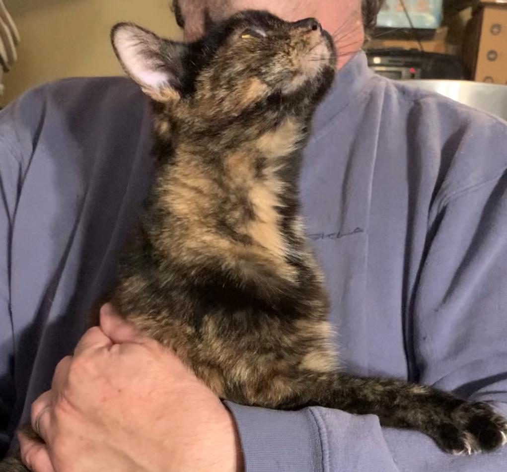 Enlarge Violet & Veruca, a ADOPTABLE Tortoiseshell in Dixon, CA image 2/6