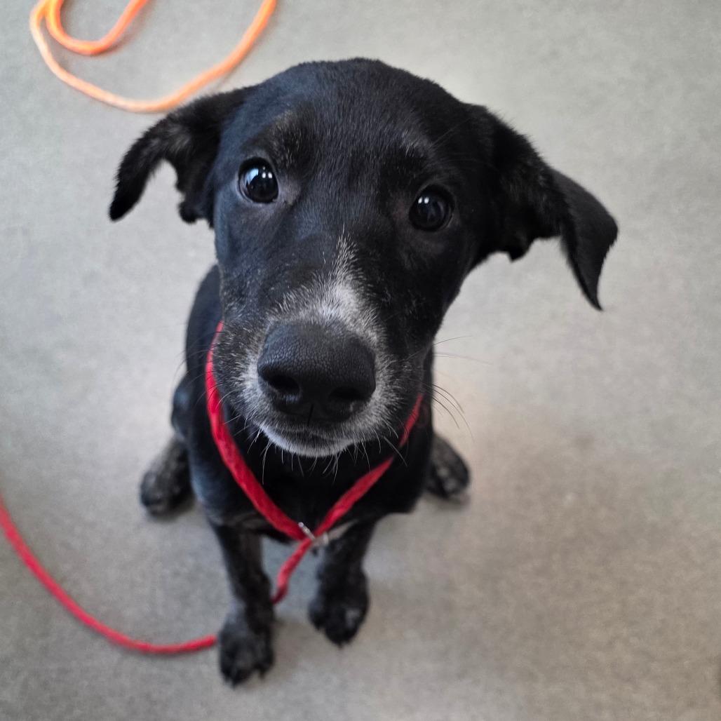 Enlarge Cruella, a Adoptable mixed breed in Sand Springs, OK image 2/6