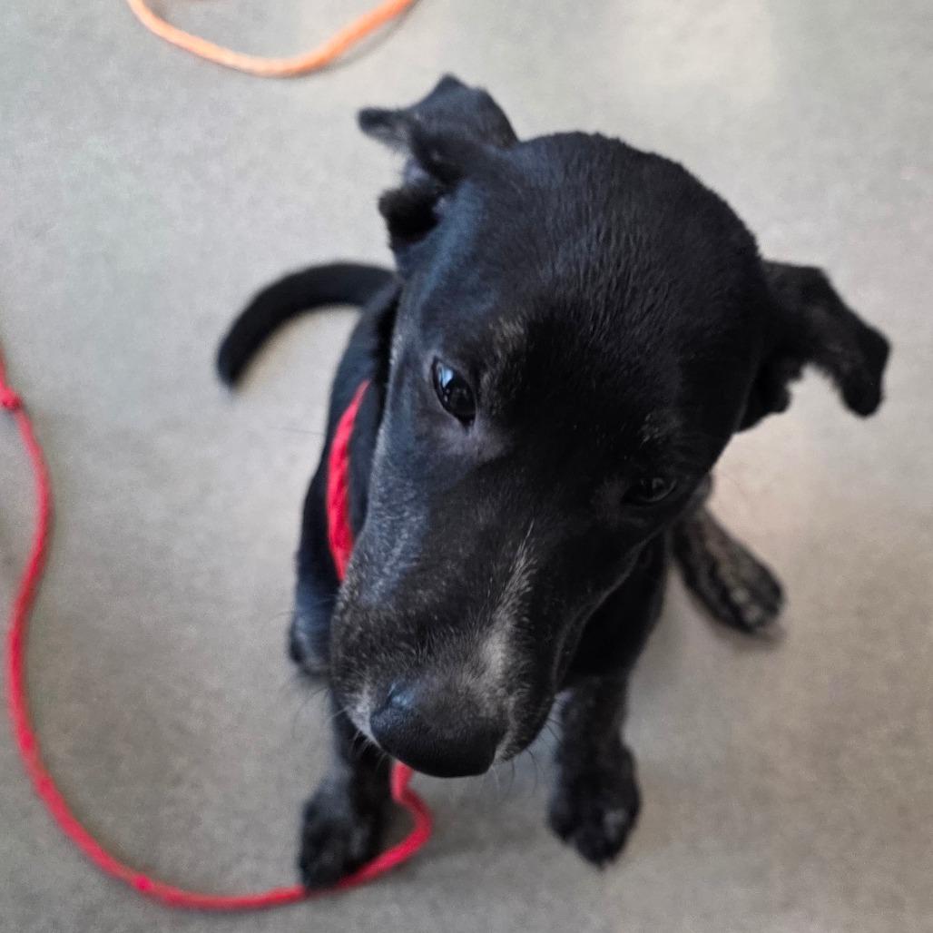 Enlarge Cruella, a Adoptable mixed breed in Sand Springs, OK image 3/6
