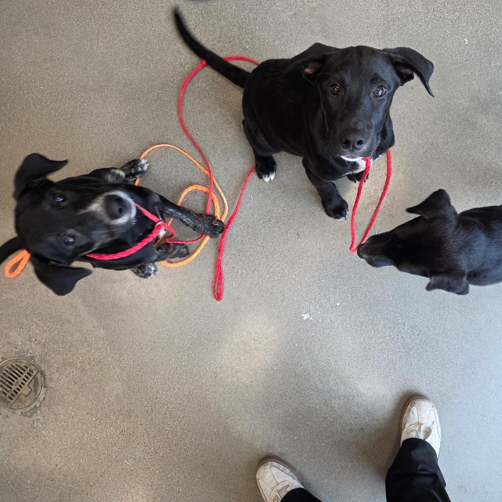 Enlarge Cruella, a Adoptable mixed breed in Sand Springs, OK image 4/6