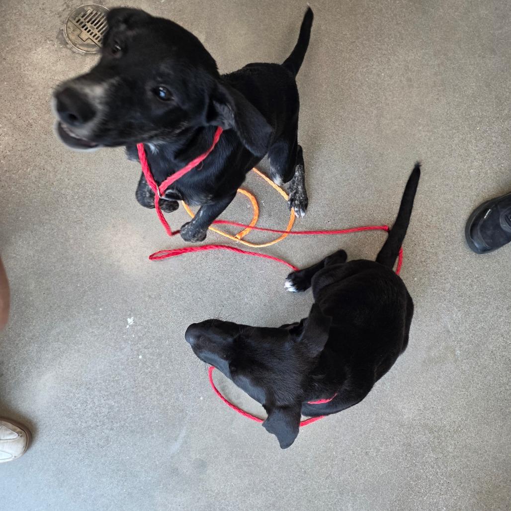 Enlarge Cruella, a Adoptable mixed breed in Sand Springs, OK image 5/6