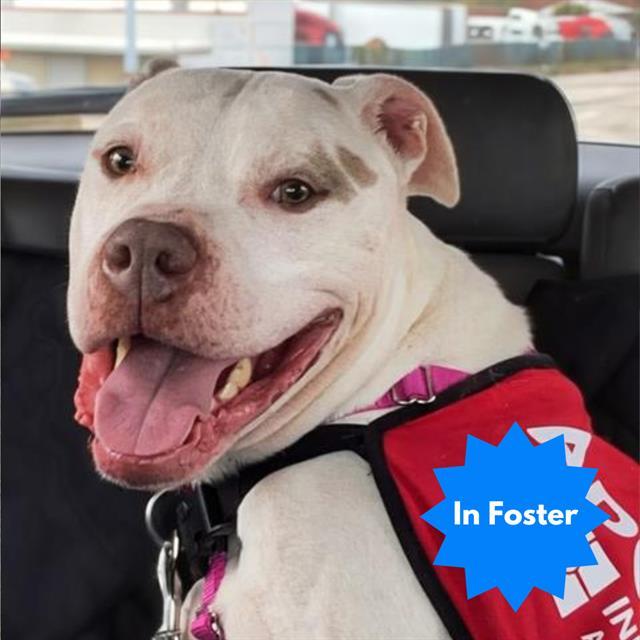 Enlarge MR. SALT, a Adoptable mixed breed in Indianapolis, IN image 1/1