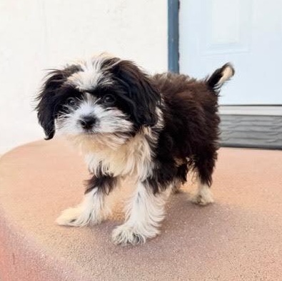 Enlarge Skunk, a Adoptable Shih Tzu in Sun Valley, CA image 3/6