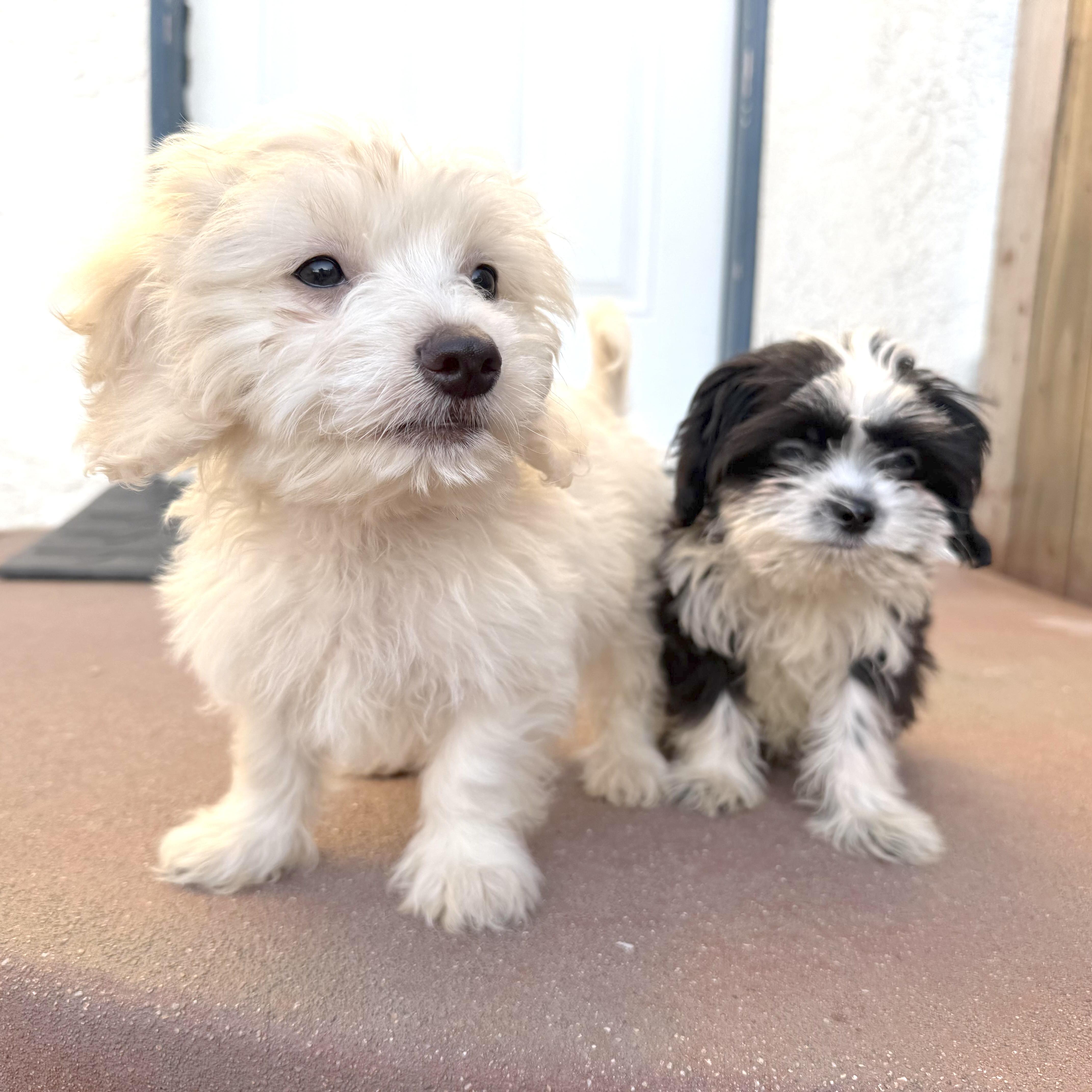 Enlarge Skunk, a Adoptable Shih Tzu in Sun Valley, CA image 6/6