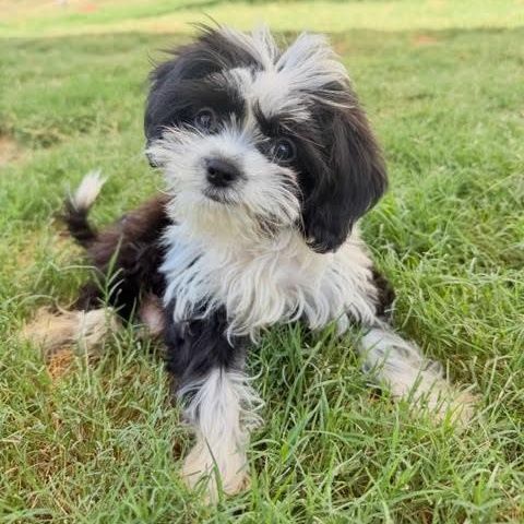 Enlarge Skunk, a Adoptable Shih Tzu in Sun Valley, CA image 2/6