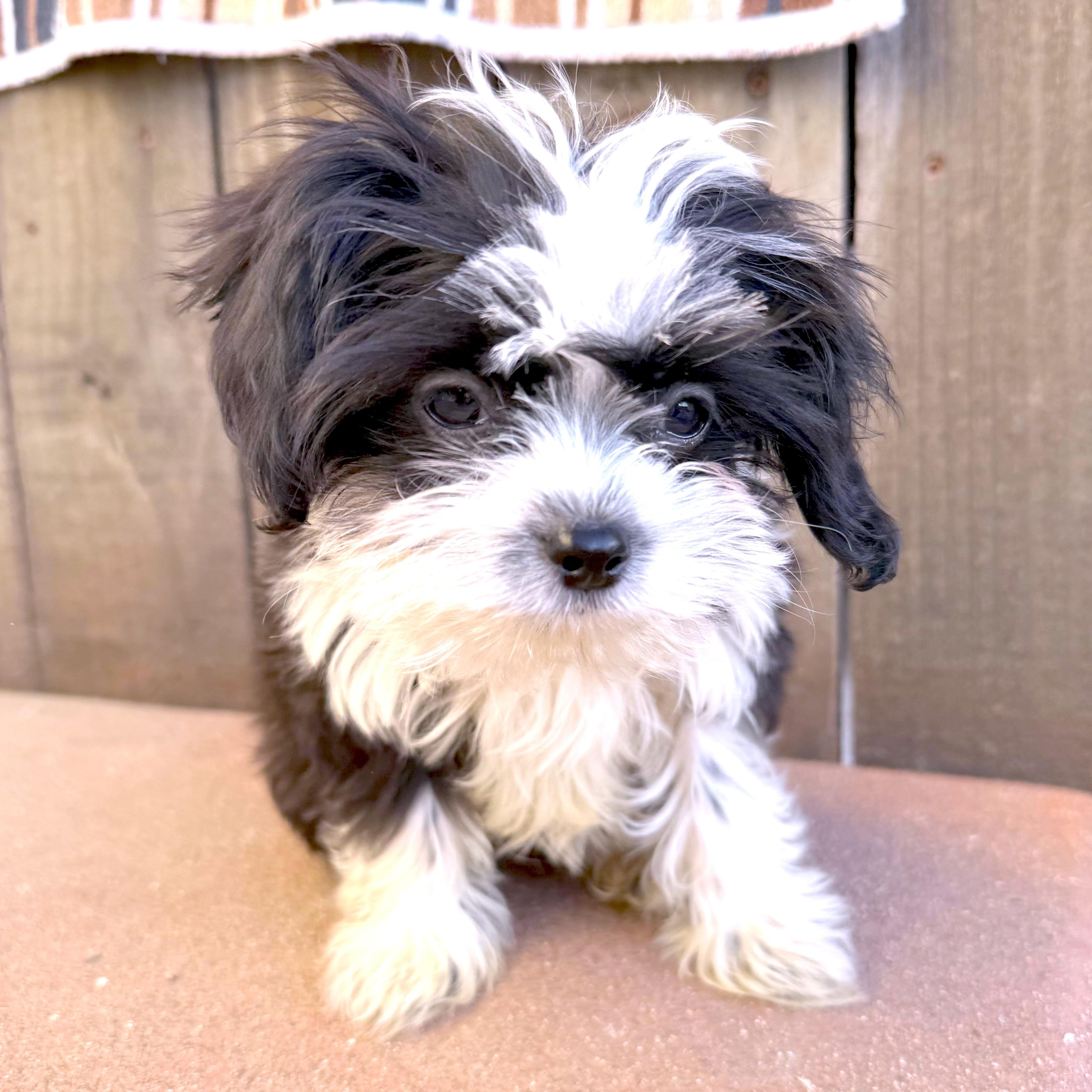 Skunk, Adoptable, Puppy Male Shih Tzu.