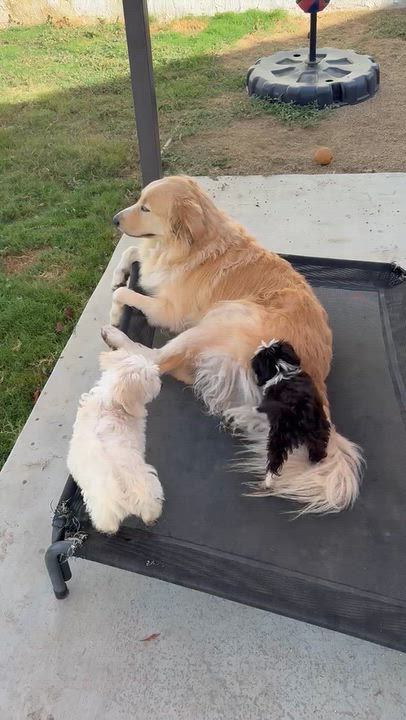 Enlarge Skunk, a Adoptable Shih Tzu in Sun Valley, CA video 5/6