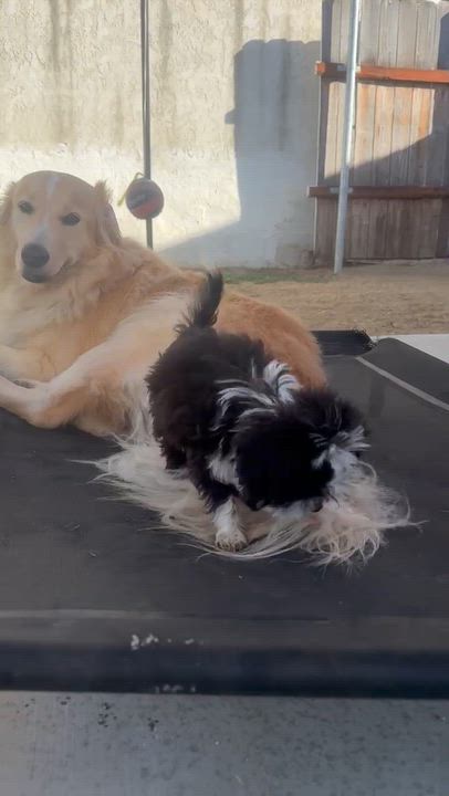 Enlarge Skunk, a Adoptable Shih Tzu in Sun Valley, CA video 4/6