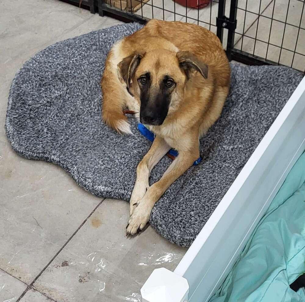 Enlarge Phoenix, a Adoptable mixed breed in Grand Rapids, MI image 1/6