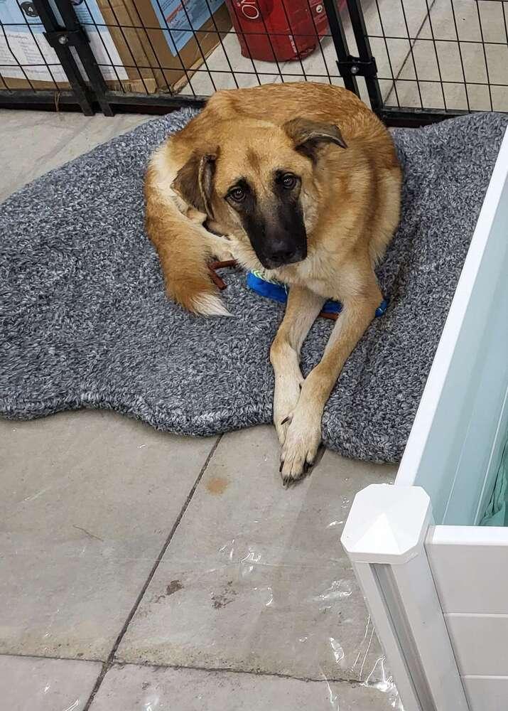 Enlarge Phoenix, a Adoptable mixed breed in Grand Rapids, MI image 4/6