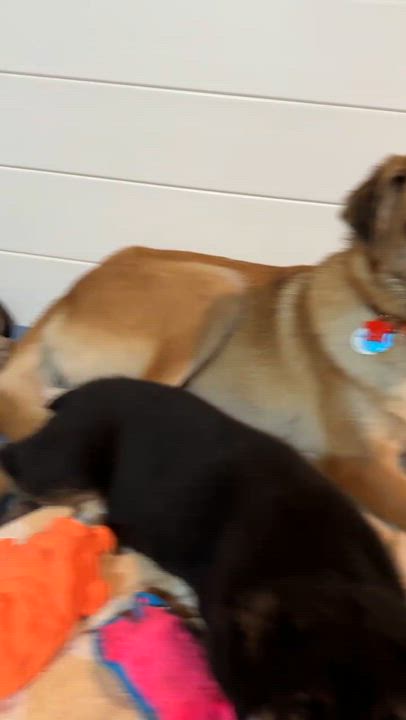Enlarge Phoenix, a Adoptable mixed breed in Grand Rapids, MI video 6/6