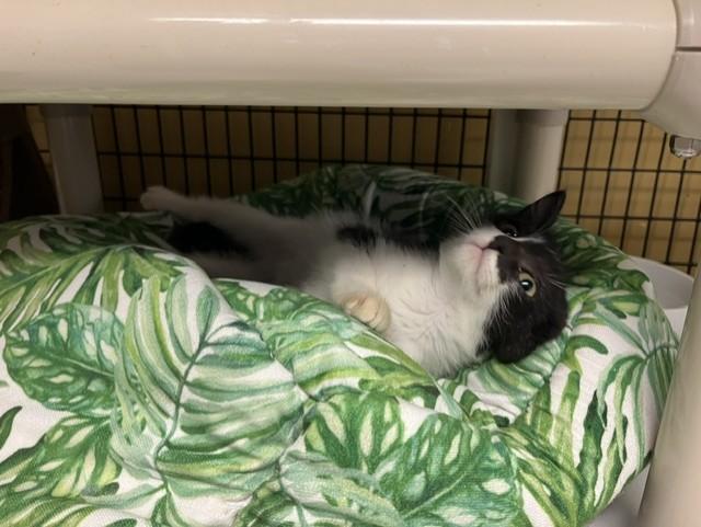 Enlarge Tiki, a Adoptable Domestic Medium Hair in Grosse Ile, MI image 4/4