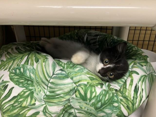 Tiki, Adoptable, Kitten Male Domestic Medium Hair.