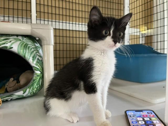 Enlarge Tiki, a Adoptable Domestic Medium Hair in Grosse Ile, MI image 3/4
