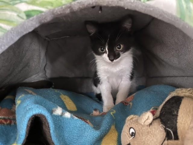 Enlarge Tiki, a Adoptable Domestic Medium Hair in Grosse Ile, MI image 2/4
