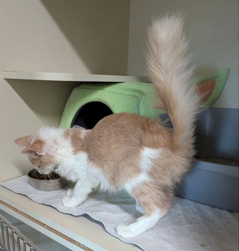 Enlarge Poof, a Adopted mixed breed in Ocala, FL image 1/3