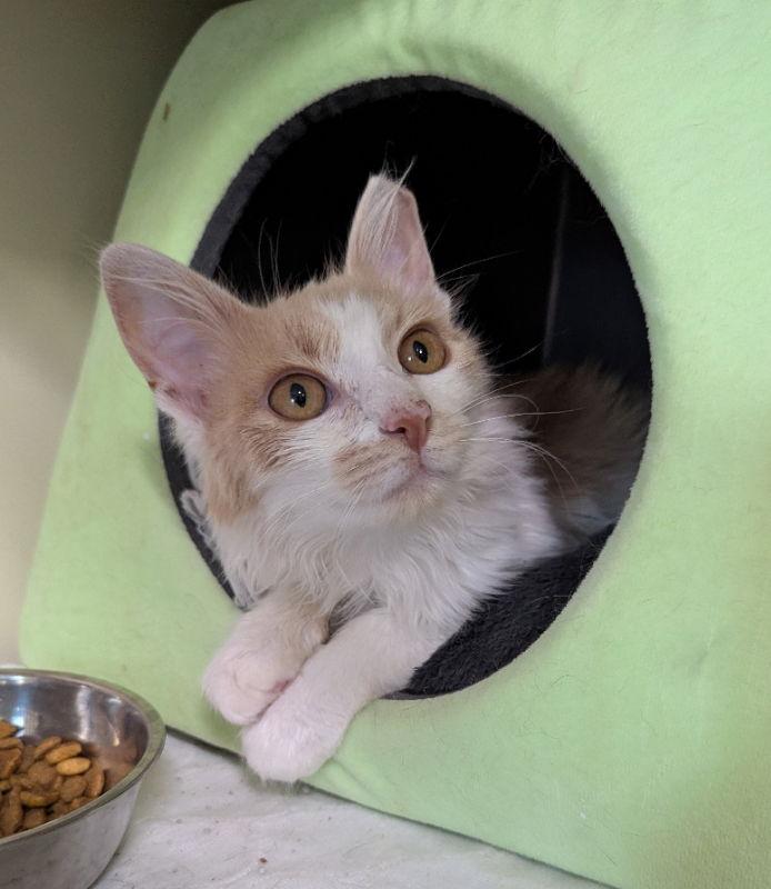 Enlarge Poof, a Adopted mixed breed in Ocala, FL image 2/3