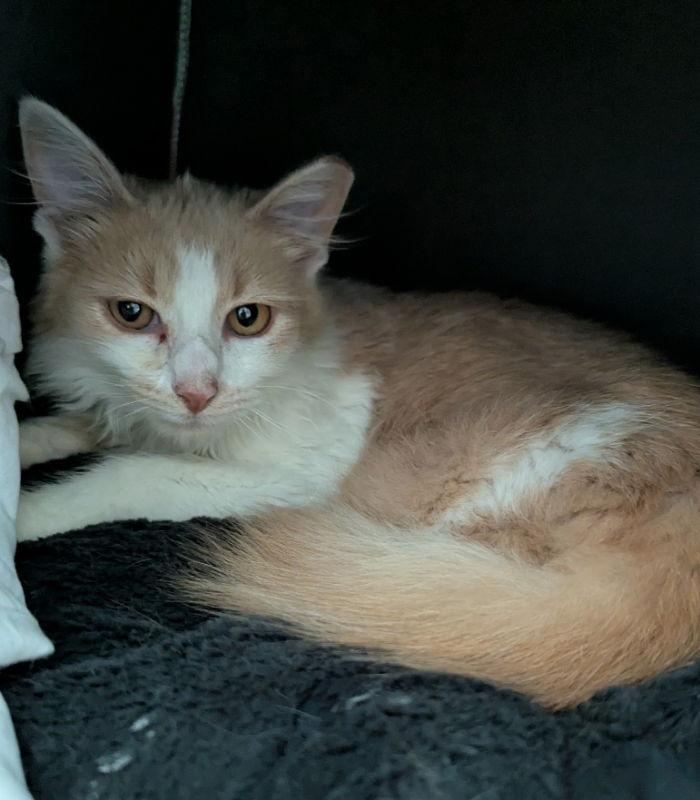 Enlarge Poof, a Adopted mixed breed in Ocala, FL image 3/3