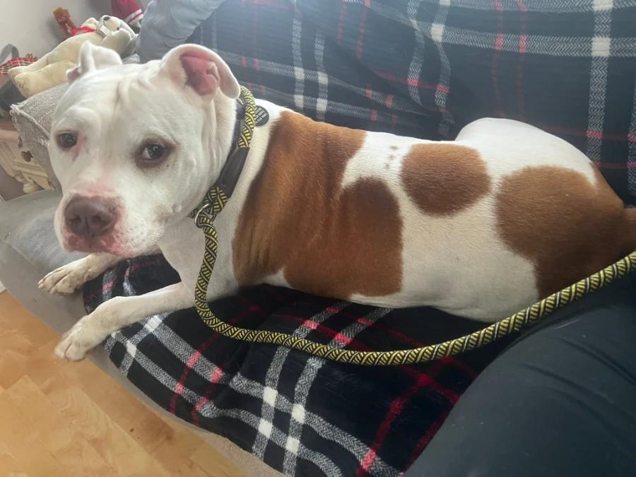 Enlarge Mr. Potato Head, a Adoptable mixed breed in O Fallon, IL image 4/6