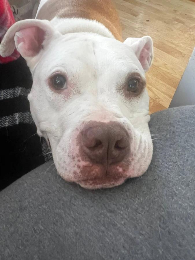 Enlarge Mr. Potato Head, a Adoptable mixed breed in O Fallon, IL image 5/6