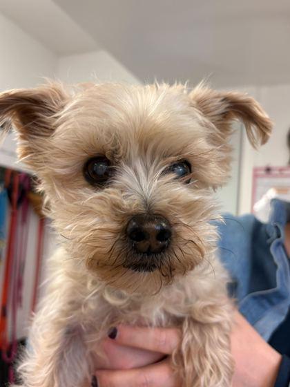 Enlarge Jackson, a ADOPTABLE Silky Terrier in Belleville, MI image 2/2